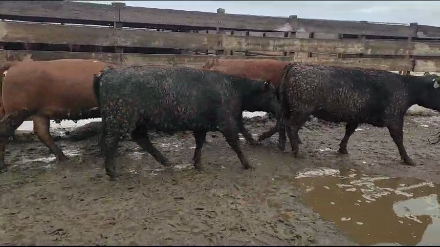 Lote 20 Vaquilla Gorda en Los Ángeles, VIII Región Biobío