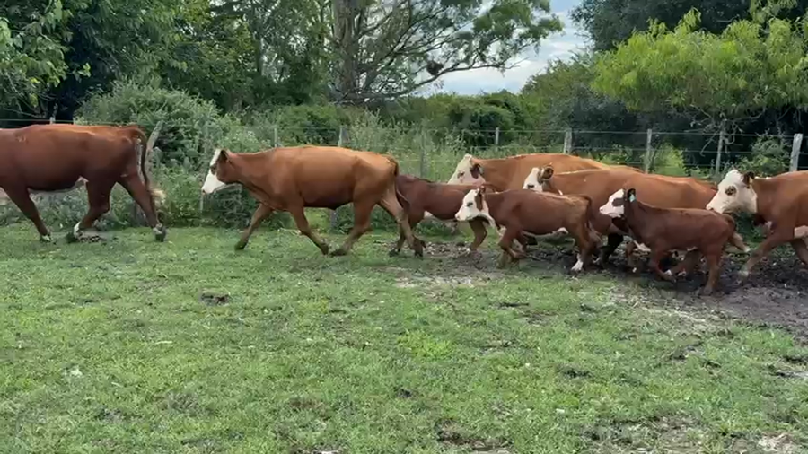 Lote 100 Vacas medio uso C/ cria