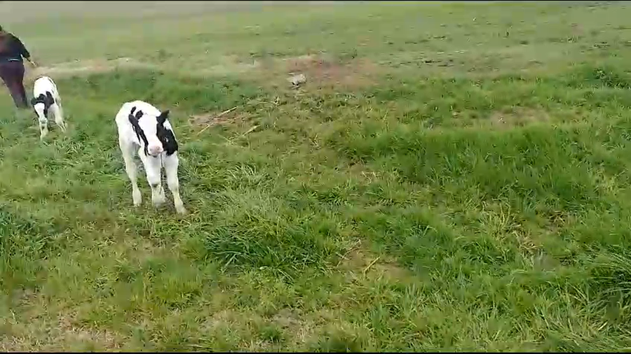 Lote 10 Terneros Holando a remate en Pantalla Camy  60kg -  en Mundo Azul