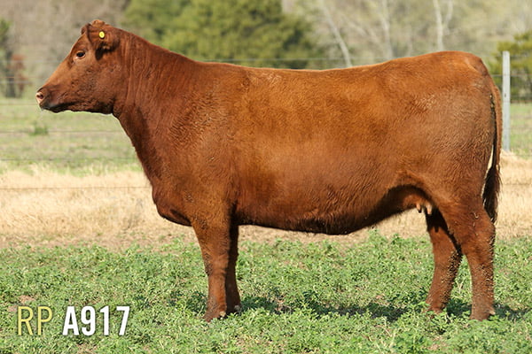 Lote 4 VACAS PREÑADAS PURAS DE PEDIGREE