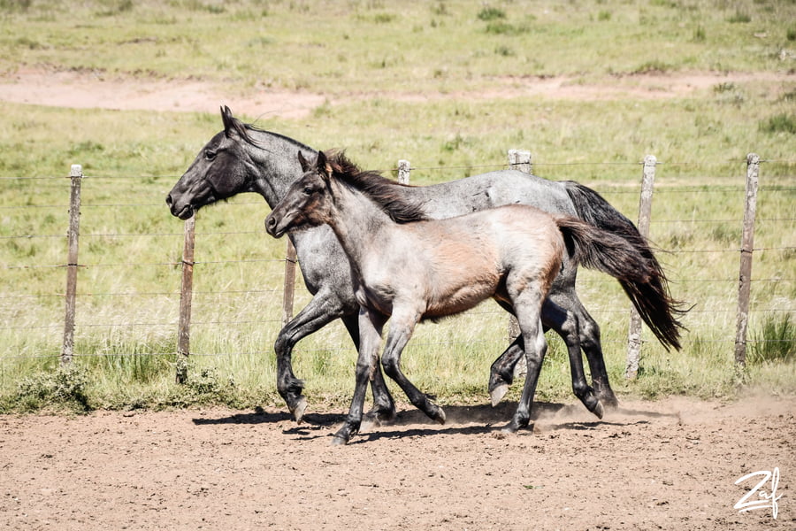 Lote AMIGA LUNA GAITERA