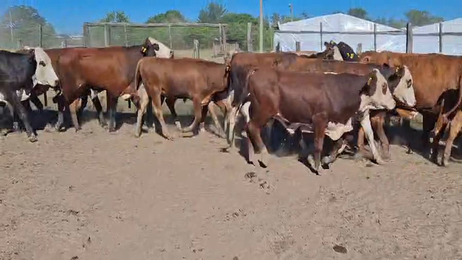 Lote 30 Novillitos en Corrientes, Lavalle