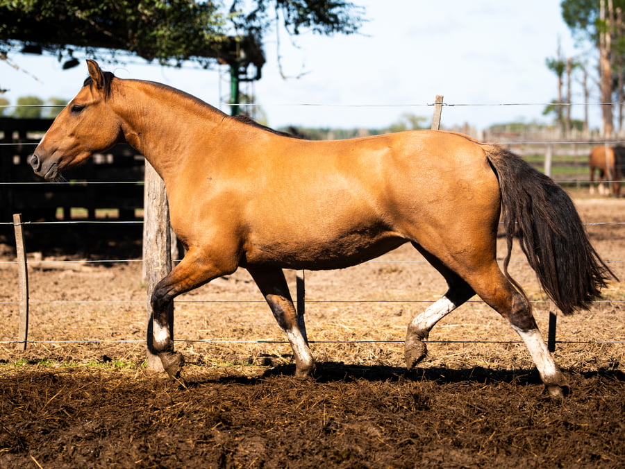 Lote CINCO-AR ASOCIADA