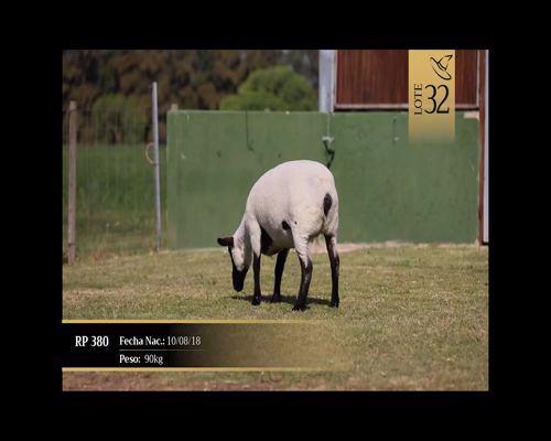 Lote Borregas a remate en Cabaña Las Brujas, San José