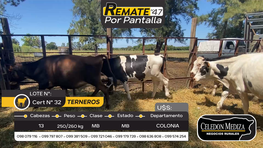 Lote 13 Terneros en Otra Localidad, Colonia
