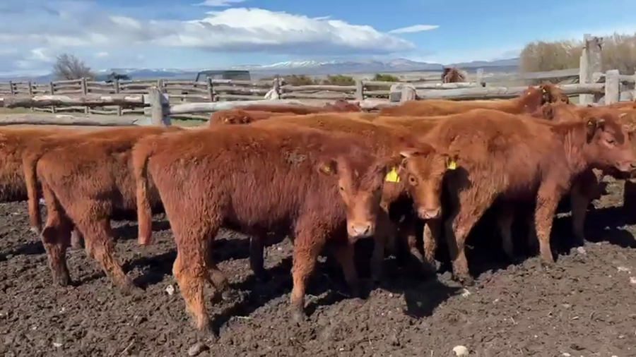 Lote 30 Ternera en Coyhaique, XI Región Aysén