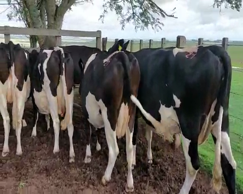 Lote 5 Vaca HOLANDO a remate en Remate Elite por Pantalla de Ganado Lechero 550kg - , San José