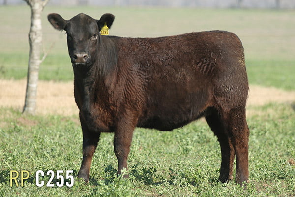 Lote 3 TERNERAS PURAS DE PEDIGREE