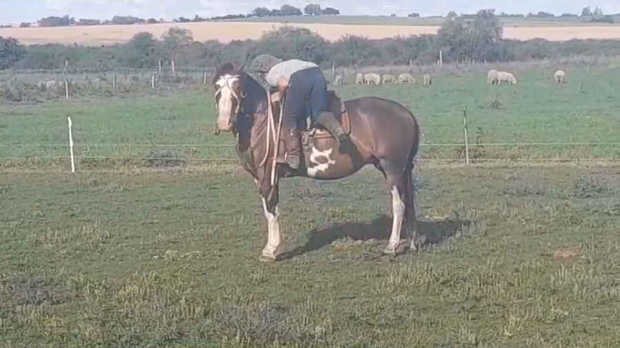 Lote (Vendido)Yegua CRIOLLA a remate en #39 Pantalla Carmelo en SANTA ROSA