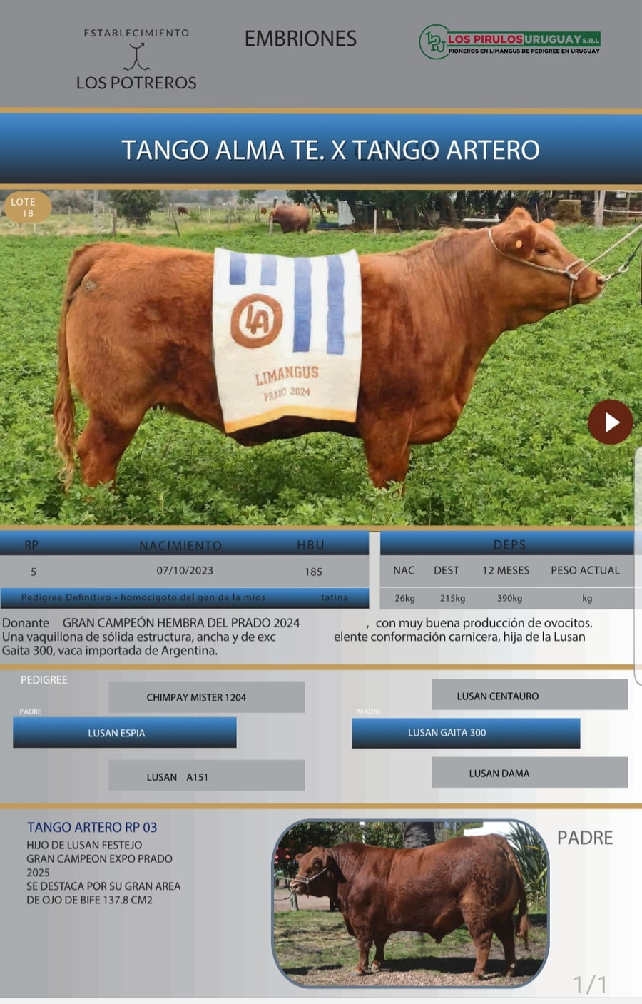 Lote 5 Embriones - Rp 5