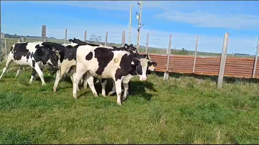 Lote (Vendido)11 Novillos Holando a remate en #35 Pantalla Carmelo 320kg -  en PUNTAS DE SAUCE