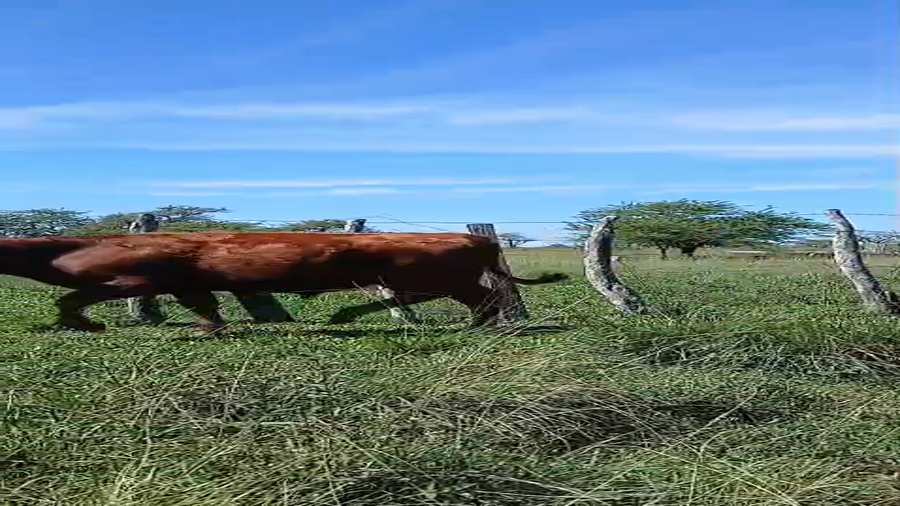 Lote 7 Terneros en Entre Ríos, Chajarí