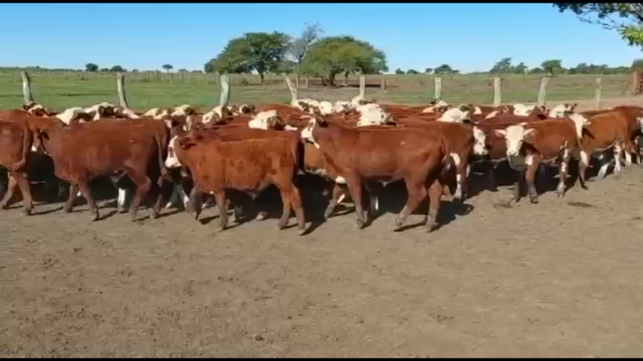 Lote 70 Terneros en Chajarí, Entre Ríos