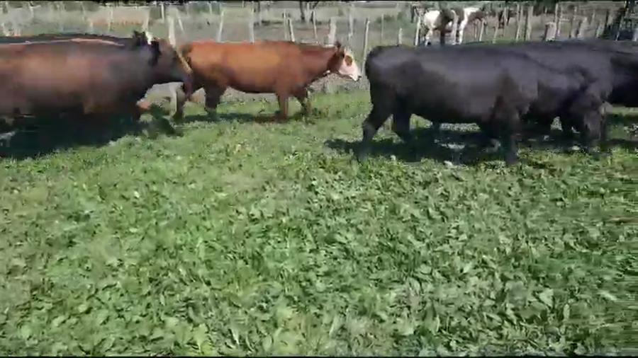 Lote 44 Vacas de invernar en Villaguay, Entre Ríos