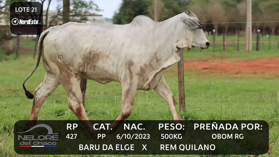 Lote LOTE 21