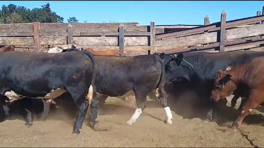 Lote 20 Novillo Gordo en Los Ángeles, VIII Región Biobío