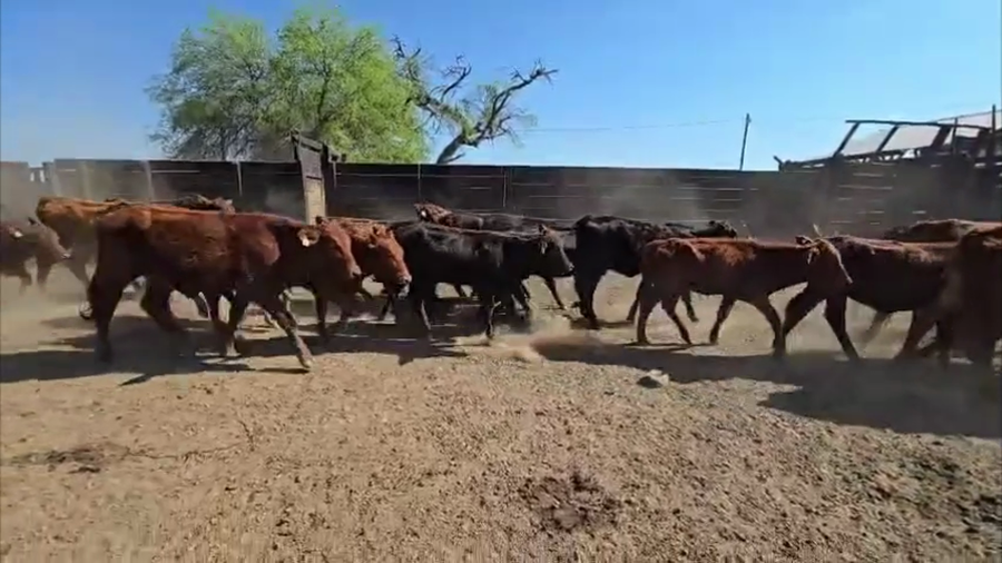 Lote 120 Terneras en Formosa, Estanislao Del Campo
