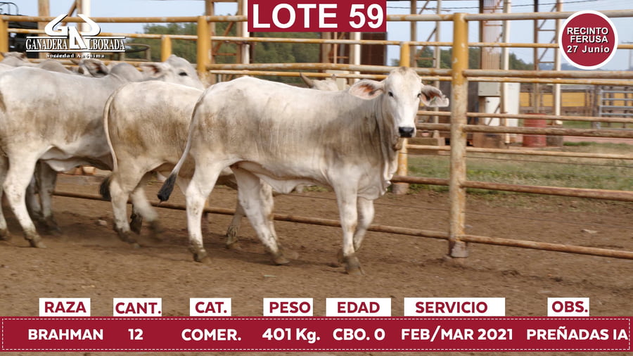 Lote Reproductores de Alborada - Lote 59
