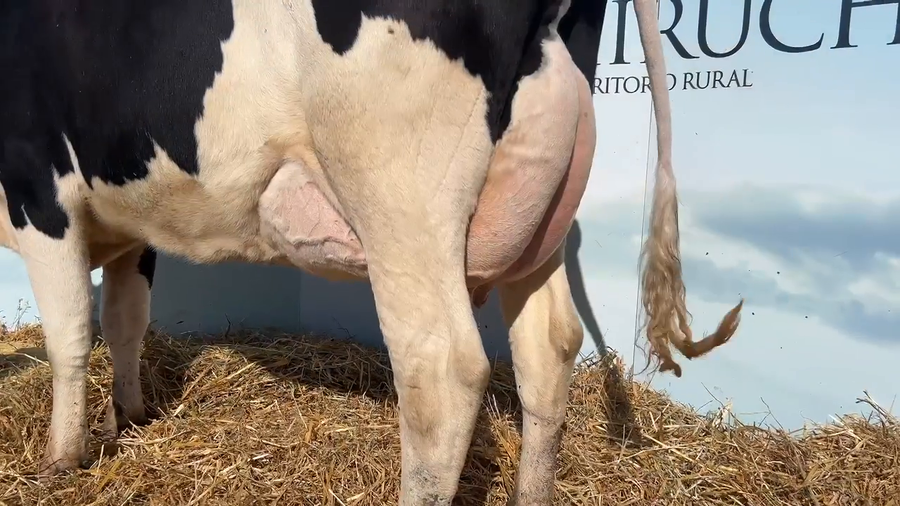 Lote VACAS PARIDAS CABAÑA MALKE-KO