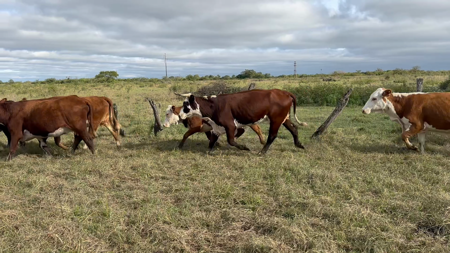 Lote 35 Vacas de invernar en Corrientes, Bella Vista