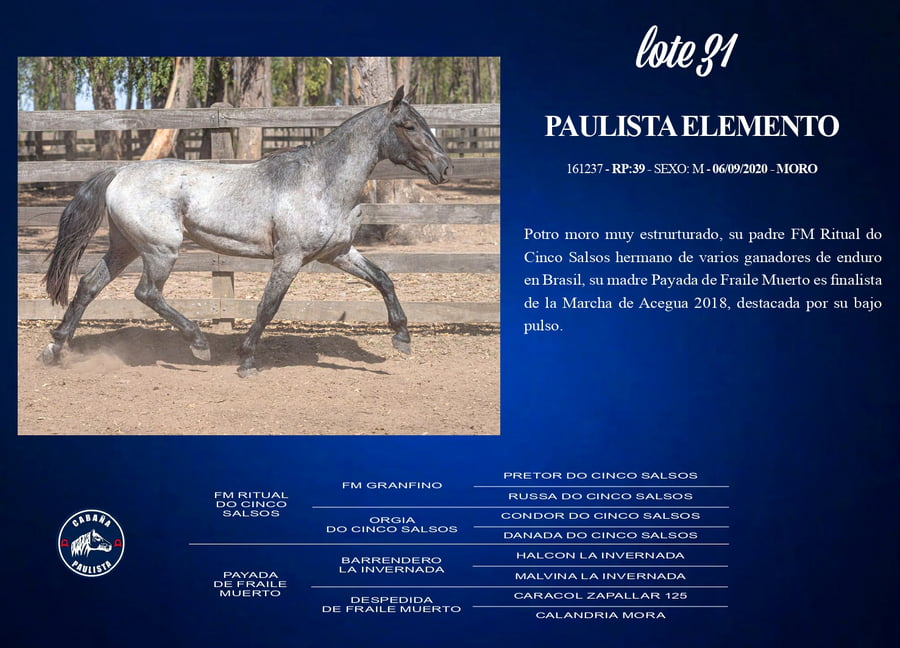Lote Paulista Elemento