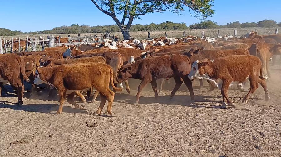 Lote 115 Terneros en Chavarría, Corrientes
