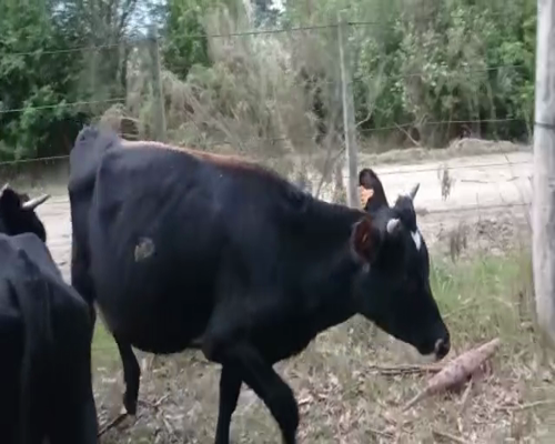 Lote 4 Terneros CRUZAS a remate en Pantalla Camy 150kg - , San José