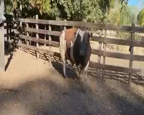 Lote 1 Toro en Quillón, XVI Región Ñuble