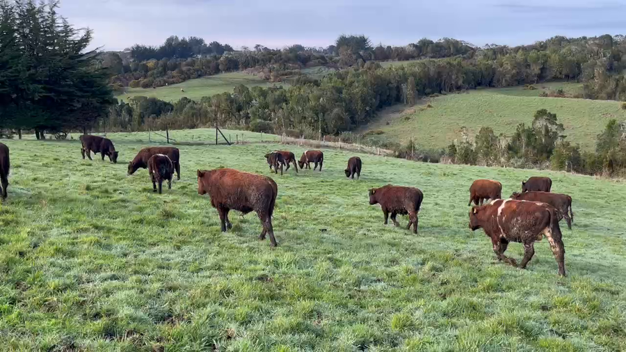 Lote 22 Ternero en Ancud, X Región Los Lagos