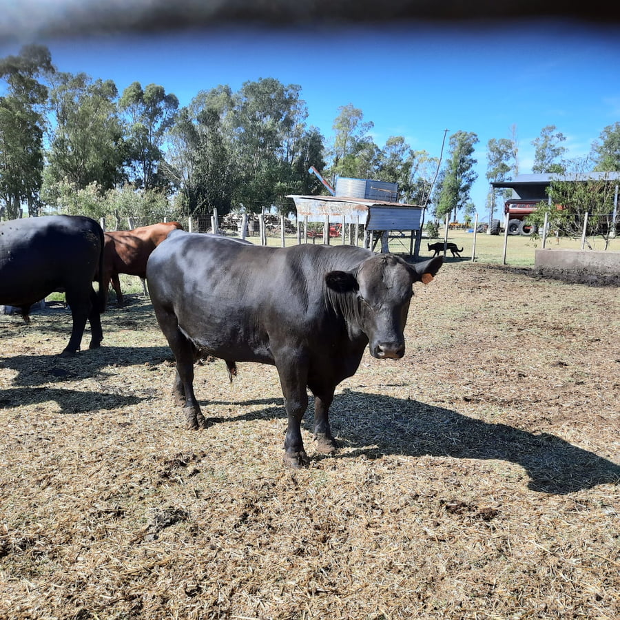 Lote Toros Angus Buen Origen
