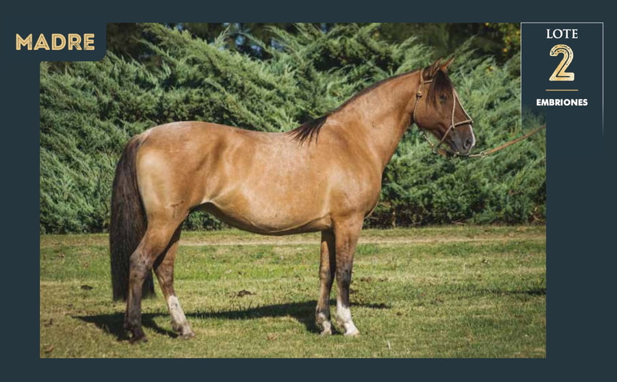 Lote PEÑAROL DA BOA VISTA X RAFAELA DEL CHAMAME
