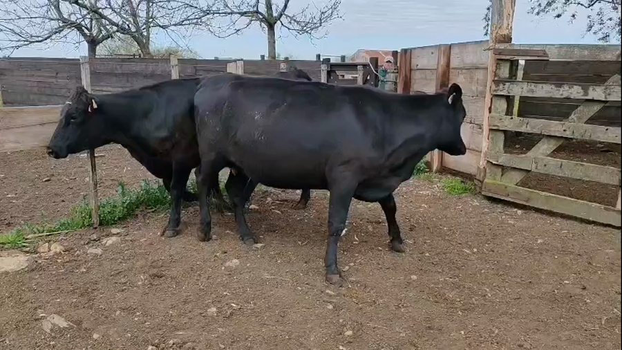 Lote 2 Vaquillonas  a remate en Pantalla Camy 450kg - , San José