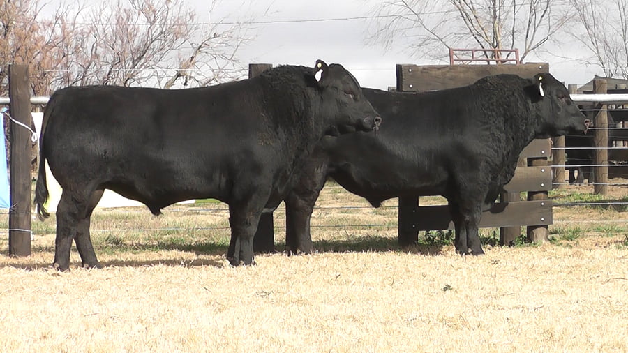 Lote TOROS ANGUS PP
