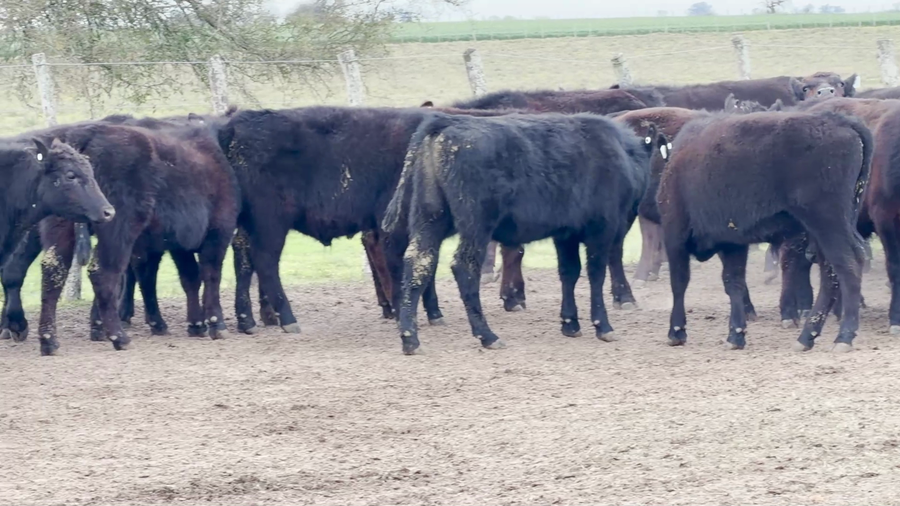 Lote 70 Novillitos
