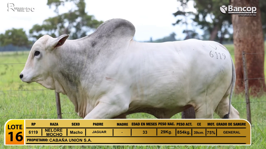 Lote Toros NELORE MOCHO a remate en Jueves 29 de mayo- Remates PDC, San Pedro