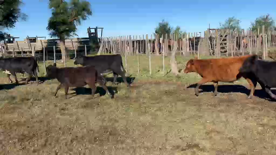Lote 120 Terneros/as