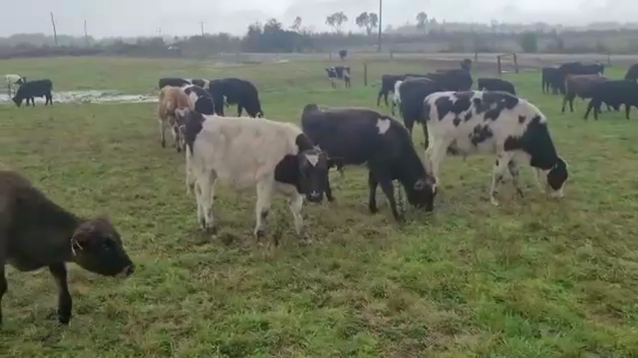 Lote 120 Ternero en Los Lagos, XIV Región Los Ríos