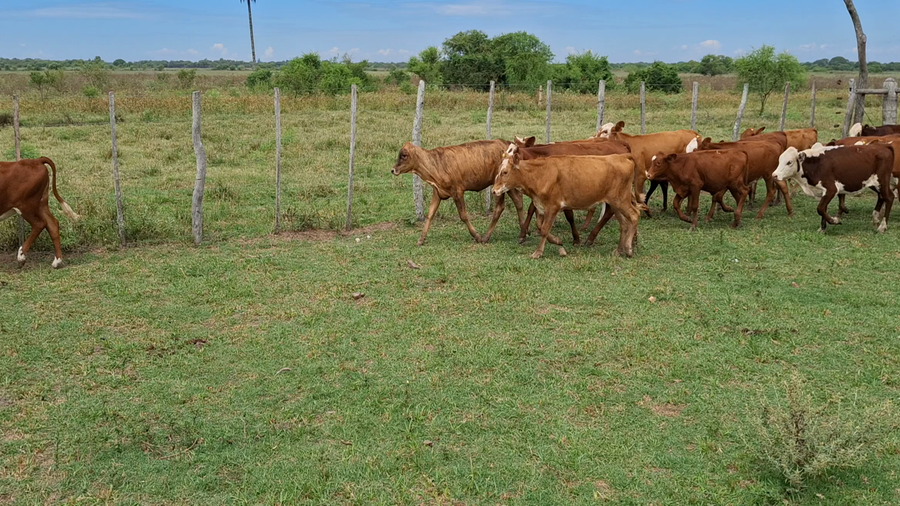 Lote 90 Terneras