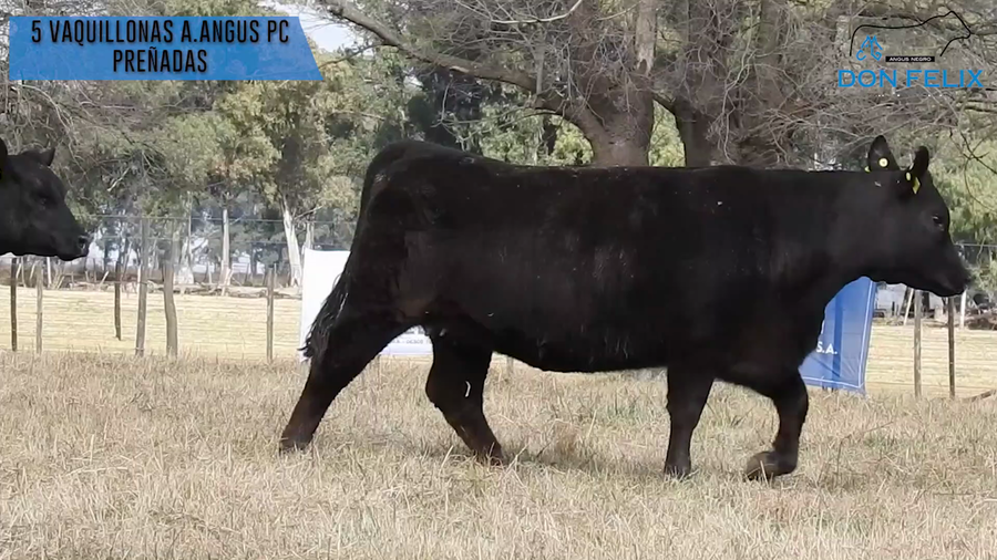 Lote "Cabaña ""Don Felix"" Vaquillonas PC"