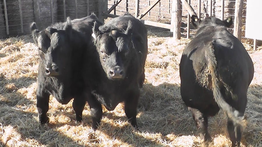 Lote 3 Toros a remate en Cabaña La Escondida de Zuberbühler, Buenos Aires