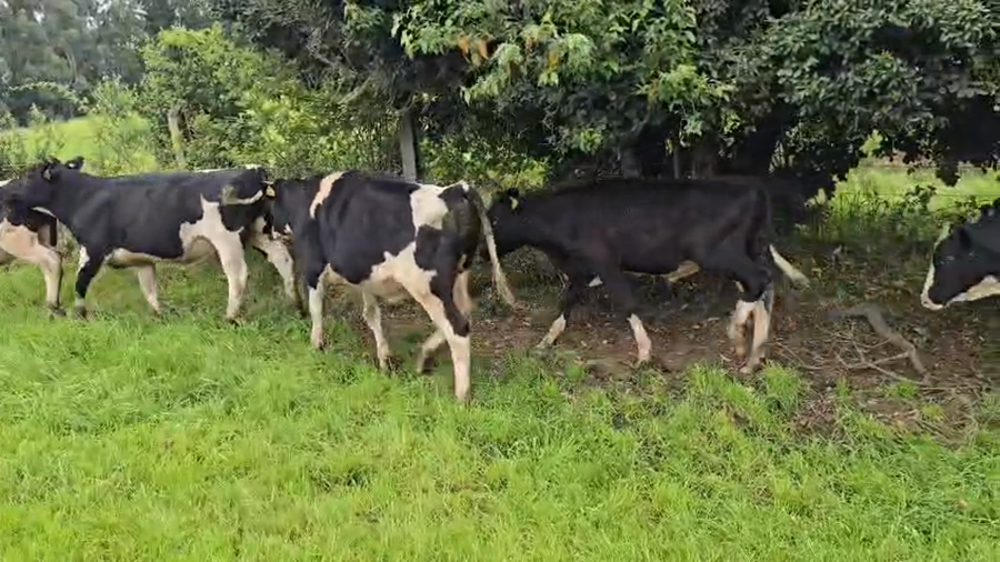Lote 105 Ternero en Osorno, X Región Los Lagos