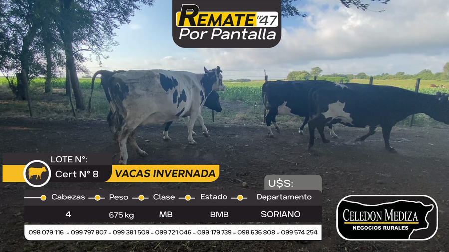 Lote 4 Vaca en Otra Localidad, Soriano