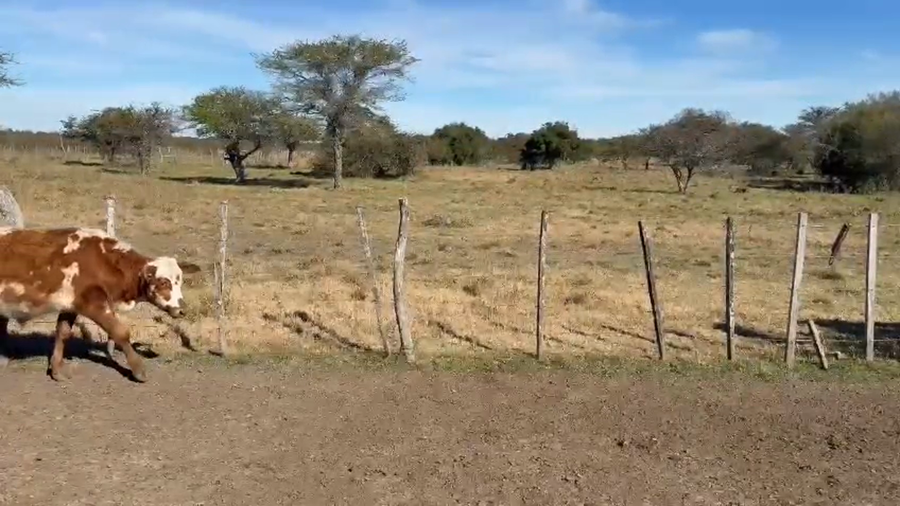 Lote 80 Terneros/as