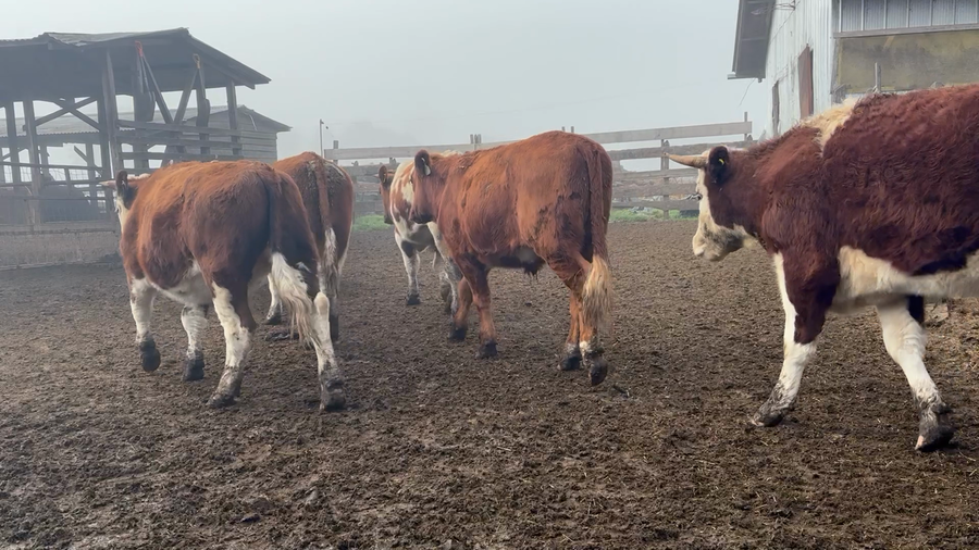 Lote 35 Novillo Engorda en Osorno, X Región Los Lagos
