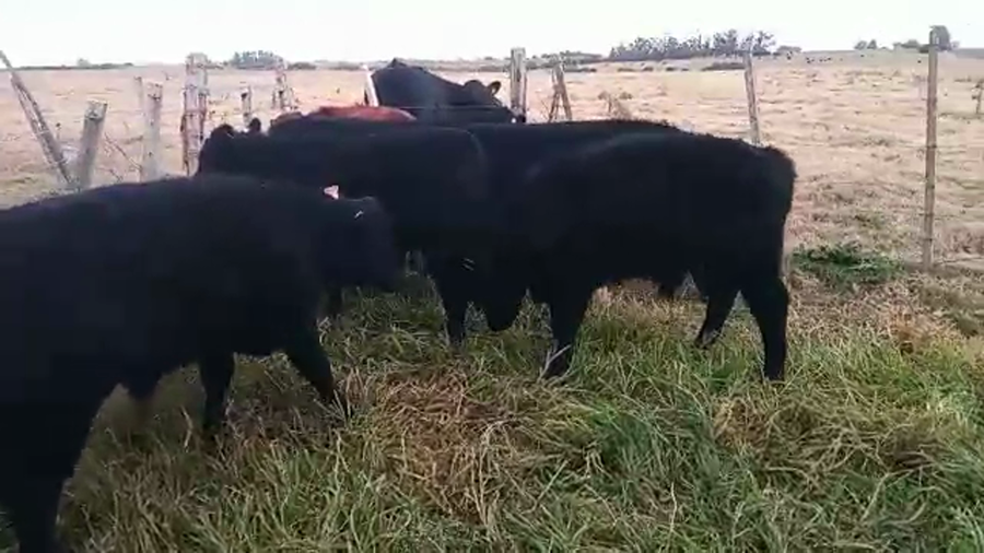 Lote 6 Terneros ANGUS a remate en PANTALLA CAMY 210kg - , San José