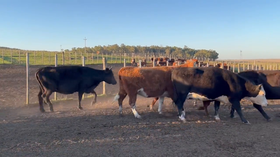Lote Vacas Preñadas