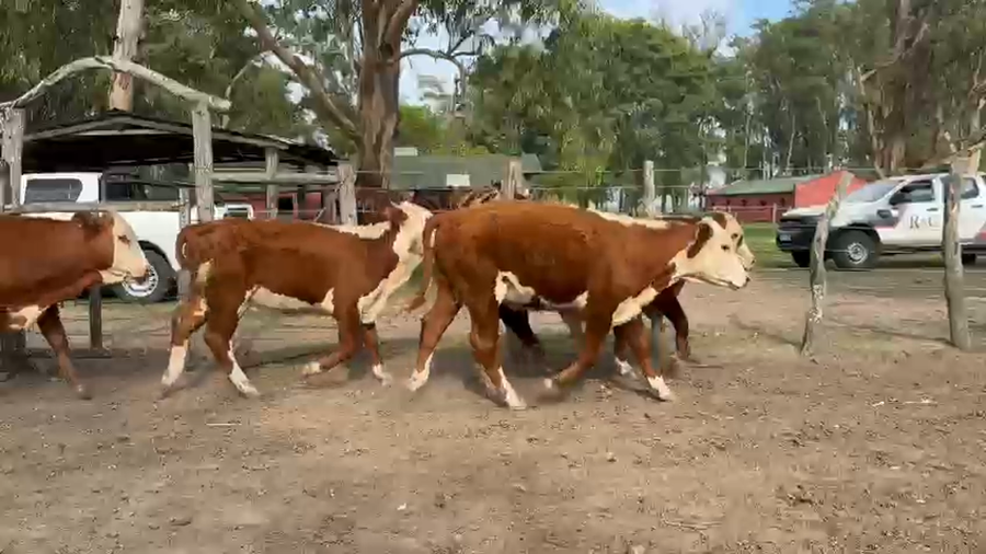 Lote 66 Novillitos y vaquillonas