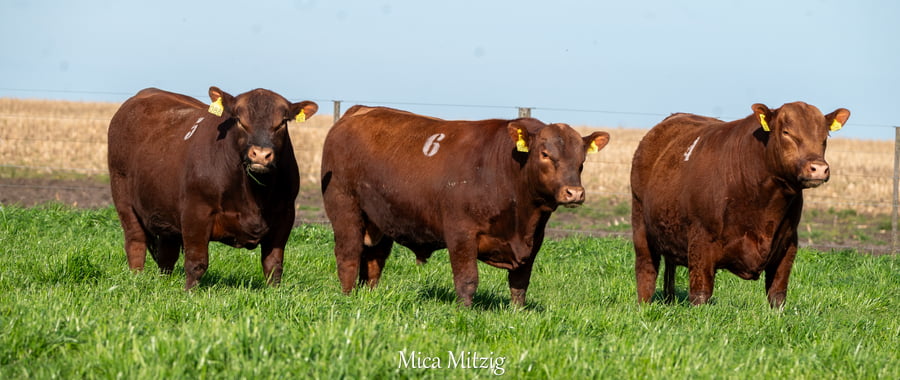 Lote TORO ANGUS P.C.