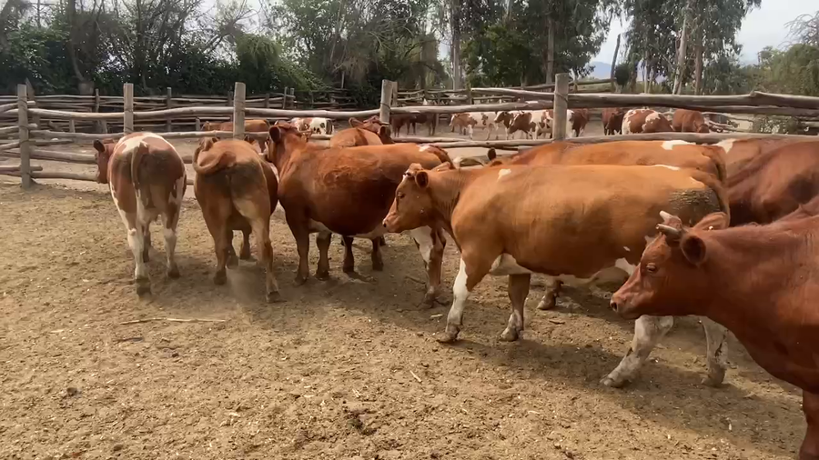 Lote 39 Novillo Engorda en Melipilla, Región Metropolitana