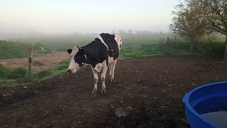 Lote Vacas de Invernada HOLANDO a remate en PANTALLA CAMY - SAN JOSE  1500 VACUNOS 550kg - , San José